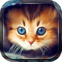 かわいい猫 ライブ壁紙 Android Apk ダウンロード