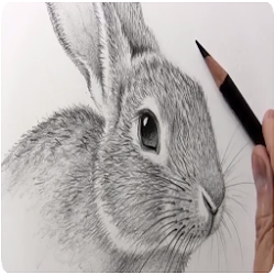 How to Draw a Bunny